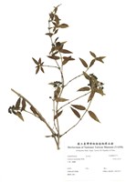 藏品(阿里山忍冬)的圖片